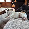 dog, sleeping, couch, blanket, indoor, wooden_furniture, door, relaxation, pet, fur, paw, snout, cozy, home, living_room, soft_texture, carpet, brown, white, resting