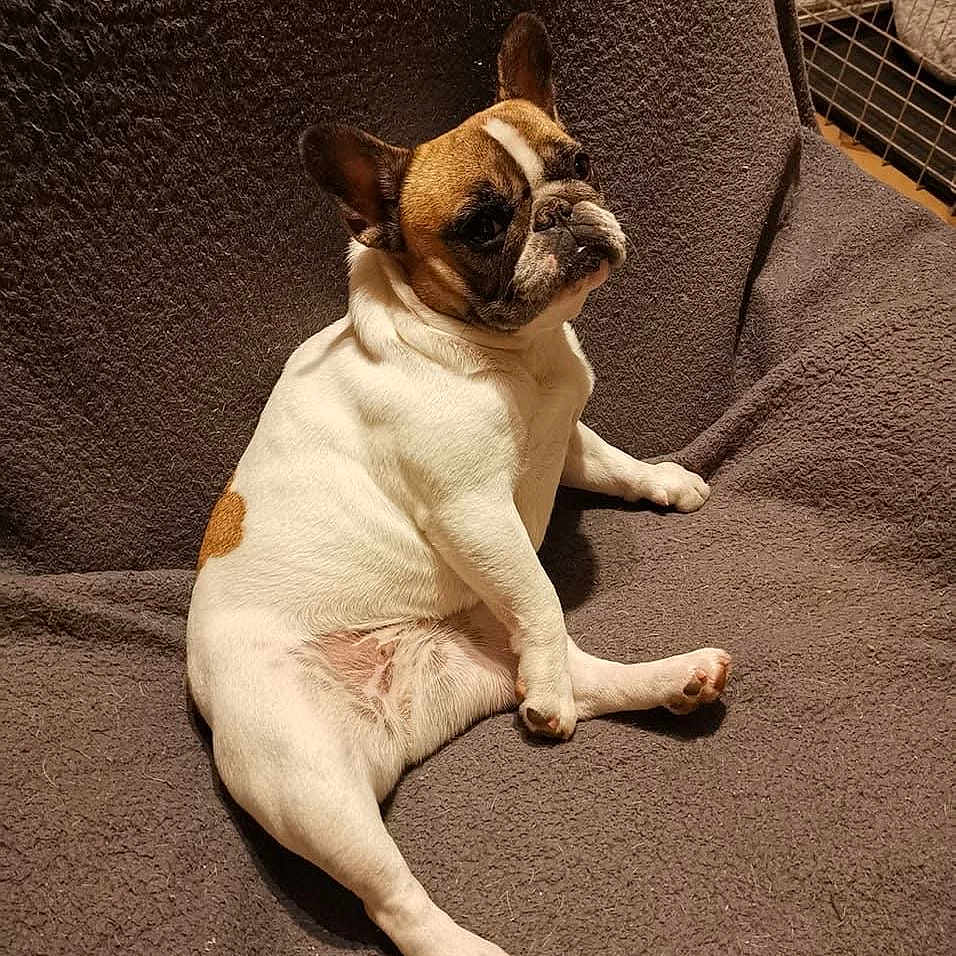 Praline