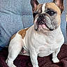 dog, french_bulldog, pet, animal, sitting, brown_and_white, fur, ears, face, paw, blanket, cushion, indoor, cute, portrait, companion, domestic_animal, looking_away, snout, whiskers
