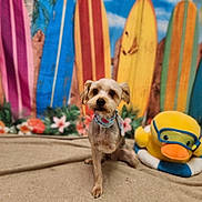 Benji Ruiz is registered to the contest to win money with this photo: dog, small_dog, scarf, plush_toy, duck, surfboard, colorful_background, beach_theme, flowers, blanket, indoor, pet, cute, animal, portrait, sitting, goggles, decor, summer, toy