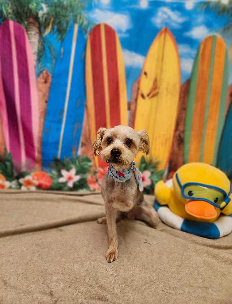 Benji Ruiz is registered to the contest to win money with this photo: dog, small_dog, scarf, plush_toy, duck, surfboard, colorful_background, beach_theme, flowers, blanket, indoor, pet, cute, animal, portrait, sitting, goggles, decor, summer, toy