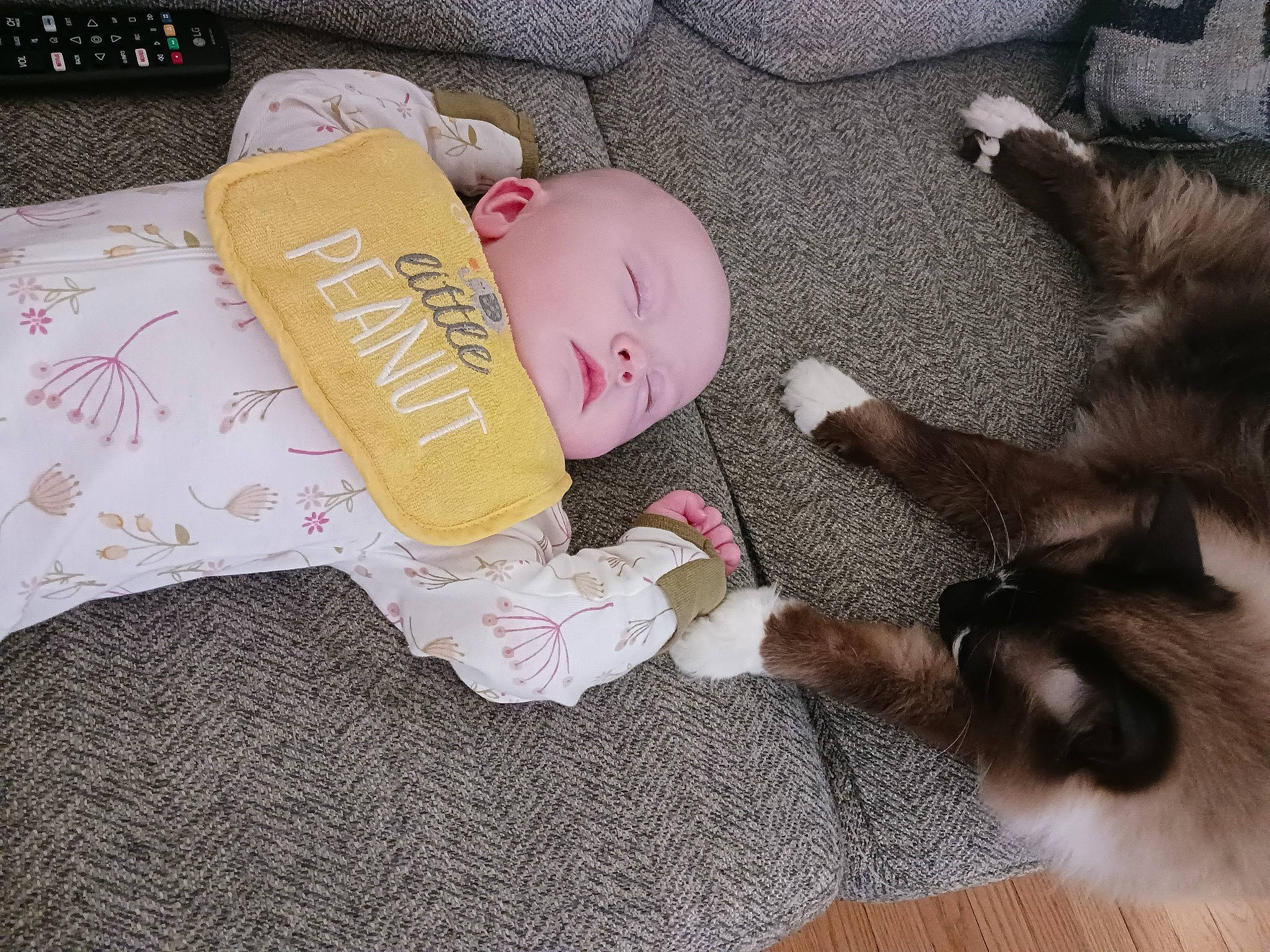 Raven is registered to the contest to win money with this photo: baby, cat, child, comfort, companion_dog, computer_keyboard, doll, felidae, flooring, fur, hardwood, lap, nap, paw, person, small_to_medium_sized_cats, stuffed_toy, tail, teddy_bear, toy