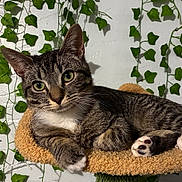 Jasper is registered to the contest to win money with this photo: cat, tabby, pet, indoor, ivy, plant, greenery, wall, feline, relaxed, perch, paws, whiskers, cute, animal, striped, domestic, fur, resting, nature