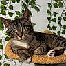 cat, tabby, pet, indoor, ivy, plant, greenery, wall, feline, relaxed, perch, paws, whiskers, cute, animal, striped, domestic, fur, resting, nature