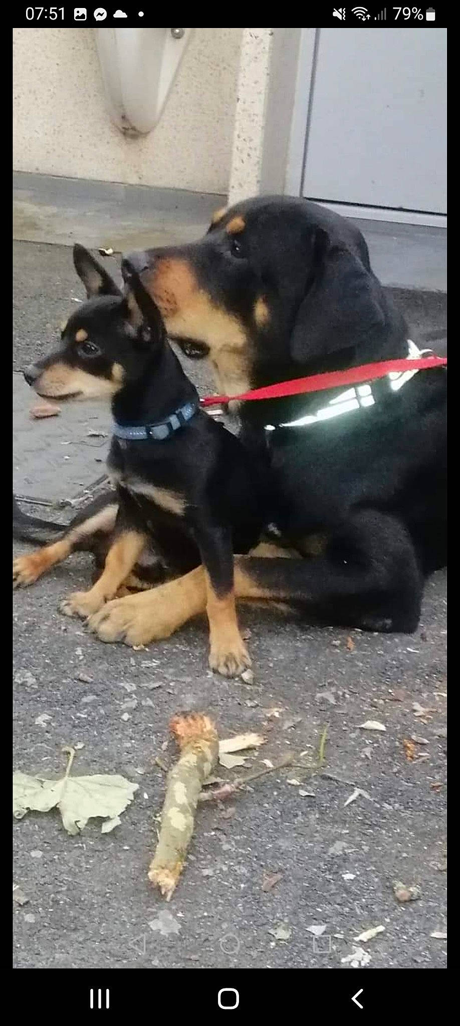 Simba a rejoint le concours — aidez-le/la à gagner de superbes lots ! carnivore, collar, companion_dog, dog, dog_breed, dog_collar, dog_supply, german_shepherd_dog, guard_dog, herding_dog, pet_supply, road_surface, rottweiler, working_animal, working_dog