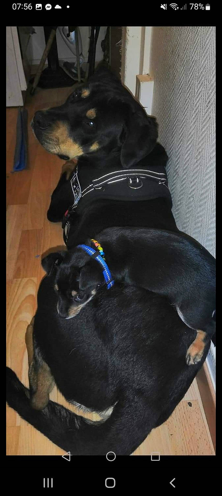 Simba participe au concours pour gagner de l'argent avec cette photo : borador, canidae, carnivore, collar, comfort, companion_dog, dog, dog_breed, dog_collar, dog_supply, fur, leash, liver, personal_protective_equipment, pet_supply, snout, sporting_group, tail, whiskers, working_animal