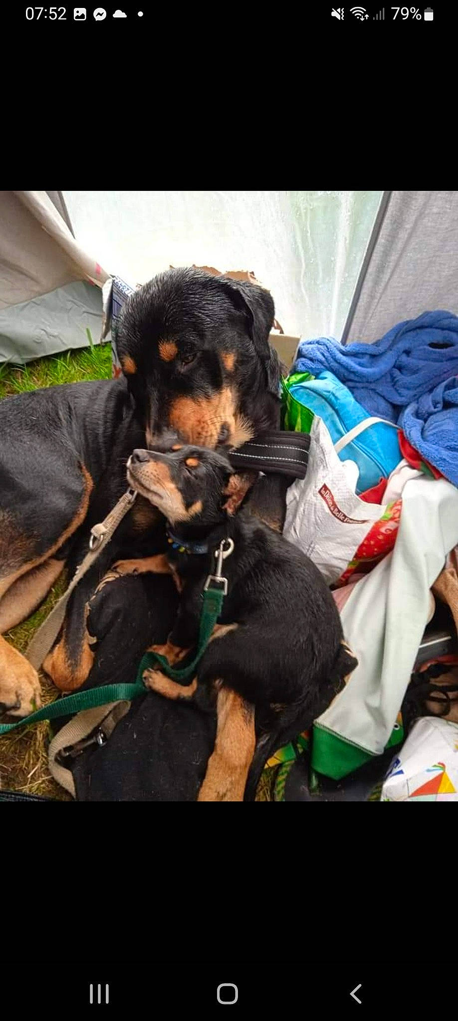 Simba participe au concours pour gagner de l'argent avec cette photo : canidae, carnivore, collar, companion_dog, dog, dog_breed, dog_supply, fur, guard_dog, mammal, pinscher, prazsky_krysarik, puppy, rottweiler, snout, sporting_group, toy_dog, vertebrate, working_animal, working_dog