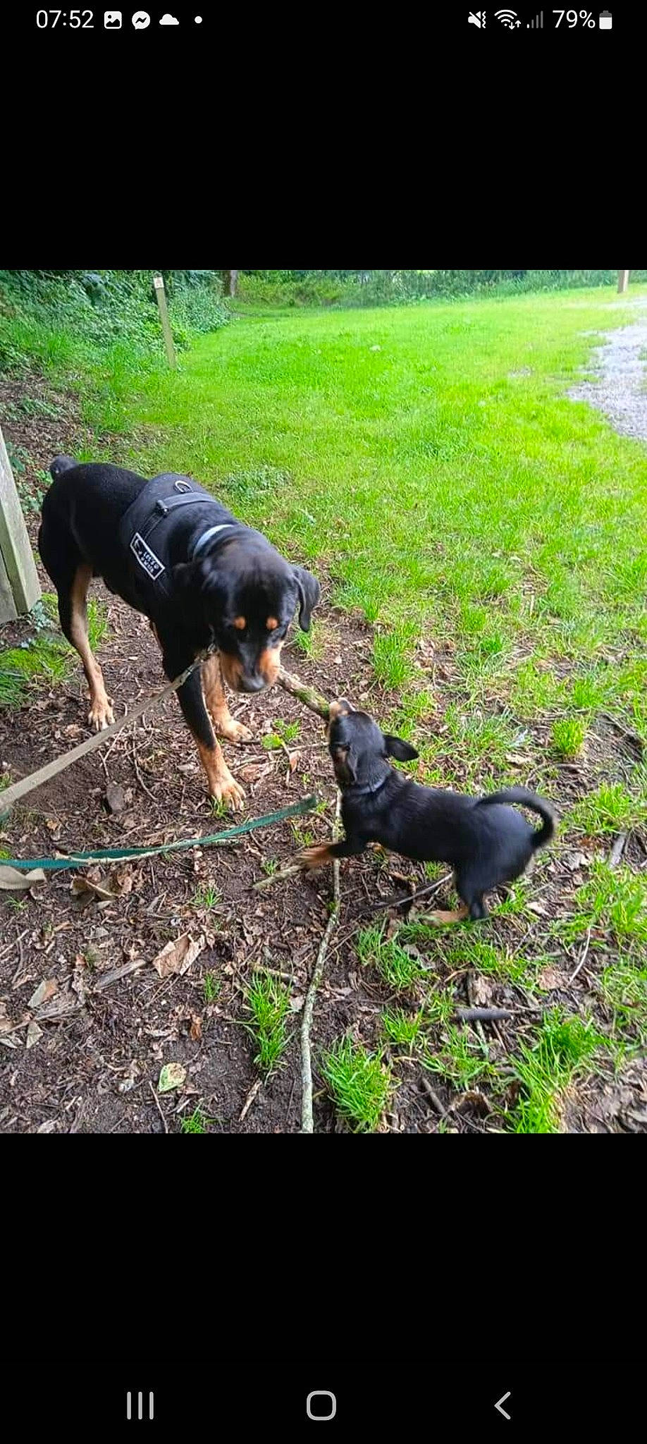 Simba a rejoint le concours — aidez-le/la à gagner de superbes lots ! canidae, carnivore, companion_dog, dog, dog_breed, grass, groundcover, guard_dog, hunting_dog, montenegrin_mountain_hound, pinscher, plant, rottweiler, soil, sporting_group, tail, terrestrial_animal, working_animal, working_dog