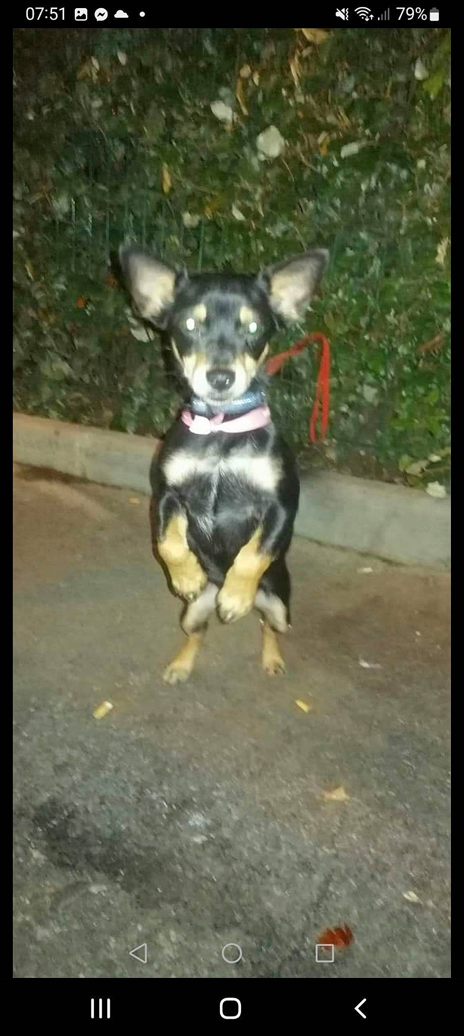 Bob participe au concours pour gagner de l'argent avec cette photo : canidae, carnivore, chihuahua, companion_dog, dog, dog_breed, dog_supply, fashion_accessory, fawn, fur, paw, russkiy_toy, snout, sporting_group, tail, tints_and_shades, toy_dog, whiskers, working_animal, working_dog