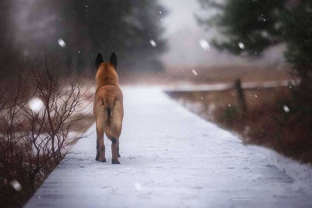 Panzer a rejoint le concours — aidez-le/la à gagner de superbes lots ! akita, atmosphere, atmospheric_phenomenon, belgian_shepherd, canidae, canis, carnivore, dog, dog_breed, fawn, finnish_spitz, freezing, snow, wildlife, winter, winter_storm, wolf, wolfdog