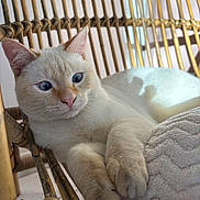 Blue a rejoint le concours — aidez-le/la à gagner de superbes lots ! animal, blue_eyes, cat, closeup, cozy, cream_colored, curious, cute, feline, fur, indoor, paws, pet, pink_nose, rattan_chair, relaxed, resting, soft_light, whiskers, woven_furniture