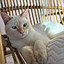 animal, blue_eyes, cat, closeup, cozy, cream_colored, curious, cute, feline, fur, indoor, paws, pet, pink_nose, rattan_chair, relaxed, resting, soft_light, whiskers, woven_furniture