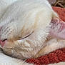 animal, blanket, cat, close_up, cozy, cream_color, cute, ear, fur, indoor, mammal, peaceful, pet, pink_nose, relaxed, resting, sleeping, soft, texture, whiskers