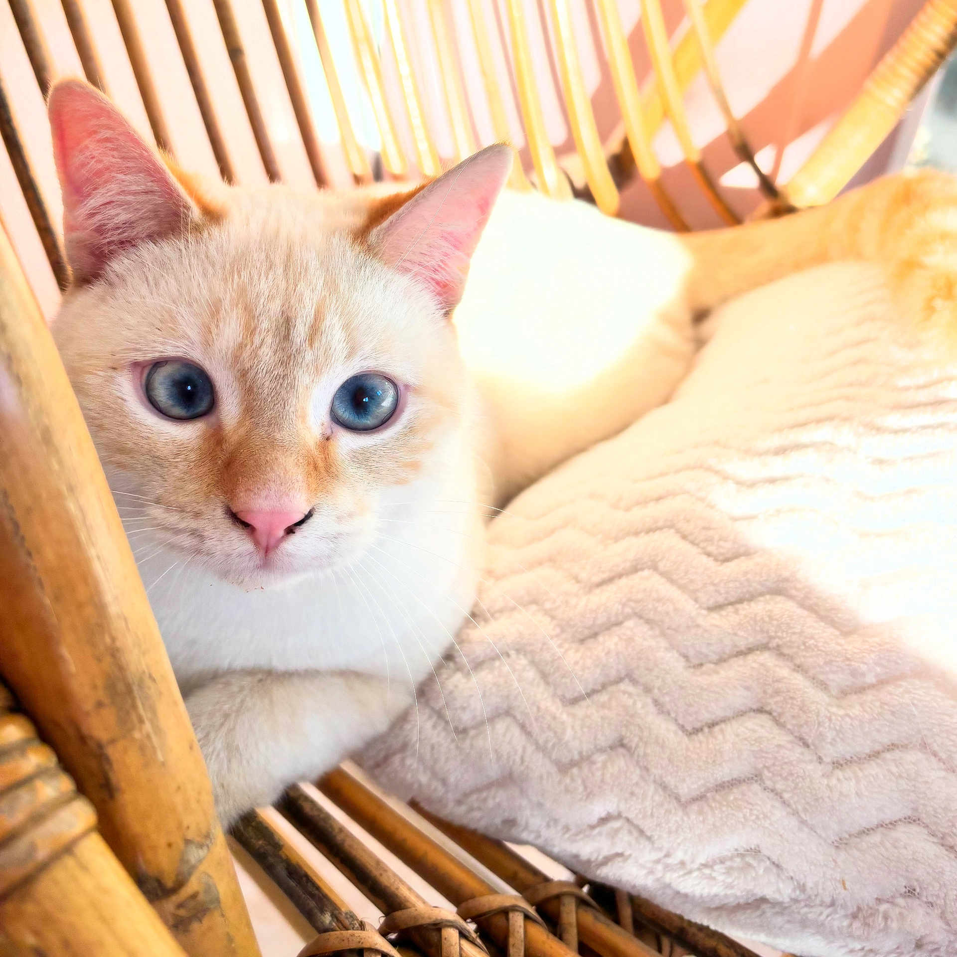 Blue participe au concours pour gagner de l'argent avec cette photo : blanket, blue_eyes, cat, close_up, cozy, cream_colored, cute, ears, feline, fur, home, indoor, pet, pink_nose, relaxed, resting, sunlight, texture, whiskers, wooden_chair