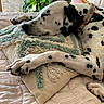 dog, dalmatian, sleeping, resting, spotted_coat, black_and_white, pet, indoors, bed, blanket, pillow, rug, collar, plants, houseplants, cozy, nap, relaxed, portrait, home_decor
