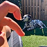 Oushka participe au concours pour gagner de l'argent avec cette photo : dog, dalmatian, spotted_coat, pet, backyard, garden, outdoor, wooden_fence, grass, artificial_grass, sunlight, shadow, hand, foreground, portrait, lying_down, collar, leash, greenery, casual_photography