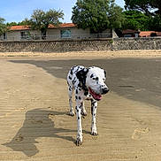 Oushka a rejoint le concours — aidez-le/la à gagner de superbes lots ! dog, dalmatian, beach, sand, outdoor, sunny, summer, spotted_coat, standing, portrait, tongue_out, happy, pet, animal, shoreline, stone_wall, houses, trees, blue_sky, shadow
