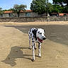 dog, dalmatian, beach, sand, outdoor, sunny, summer, spotted_coat, standing, portrait, tongue_out, happy, pet, animal, shoreline, stone_wall, houses, trees, blue_sky, shadow