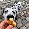Oushka participe au concours pour gagner de l'argent avec cette photo : dalmatian, dog, canine, spotted_coat, black_and_white, pet, animal, snack, treat, feeding, hand, outdoor, cobblestone, street, close_up, portrait, leash, harness, curious, begging