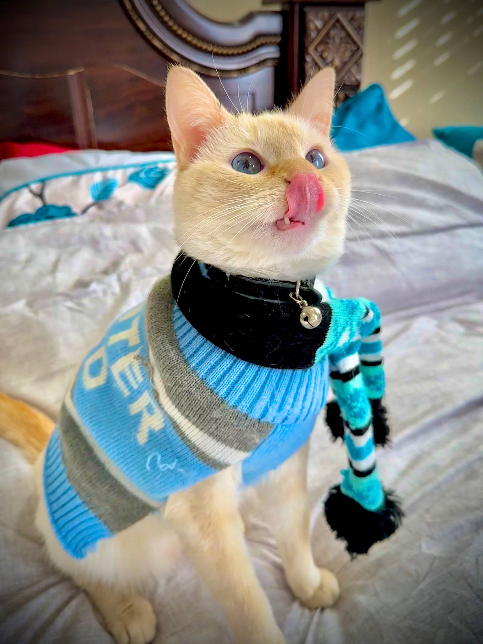 Fia joined the competition — help win amazing prizes! carnivore, cat, cat_supply, collar, dog_supply, domestic_short_haired_cat, electric_blue, fashion_accessory, fawn, felidae, fur, linens, pattern, pet_supply, sleeve, small_to_medium_sized_cats, snout, tail, toy, whiskers