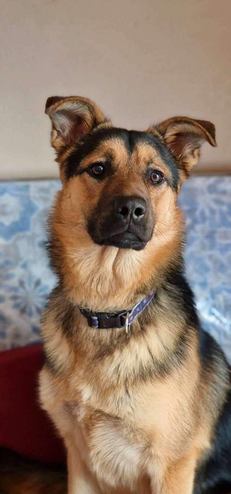 Bucky a rejoint le concours — aidez-le/la à gagner de superbes lots ! ancient_dog_breeds, canidae, carnivore, collar, companion_dog, dog, dog_breed, dog_collar, dog_supply, eye, fawn, fur, pet_supply, snout, sporting_group, terrestrial_animal, whiskers, working_animal, working_dog