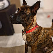 Ultron a rejoint le concours — aidez-le/la à gagner de superbes lots ! dog, brindle, red_collar, pet, indoor, sitting, attentive, ears_up, canine, animal, furniture, floor, portrait, domestic_animal, mammal, household, background_blur, companionship, cute, alert