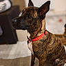 dog, brindle, red_collar, pet, indoor, sitting, attentive, ears_up, canine, animal, furniture, floor, portrait, domestic_animal, mammal, household, background_blur, companionship, cute, alert