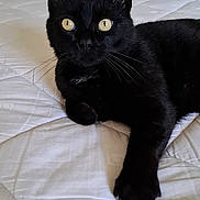 Mimi a rejoint le concours — aidez-le/la à gagner de superbes lots ! black_cat, cat, pet, animal, feline, yellow_eyes, whiskers, indoor, bed, mattress, relaxed, lying_down, curious, paw, fur, domestic_cat, cute, looking, portrait, resting