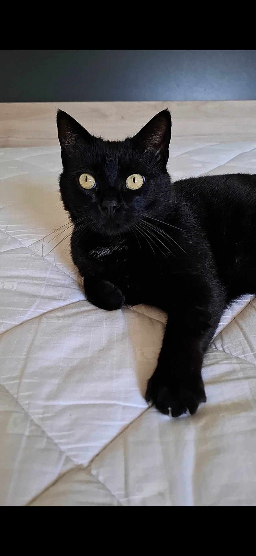 Mimi