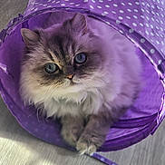 Shadow is registered to the contest to win money with this photo: cat, fluffy, blue_eyes, purple_tunnel, polka_dot, pet, indoor, play_tunnel, curious, soft_light, fur, whiskers, animal, cute, domestic_cat, portrait, closeup, paws, floor, shadow