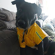 Karma a rejoint le concours — aidez-le/la à gagner de superbes lots ! dog, black_dog, yellow_jacket, pet_clothing, couch, blanket, indoor, pet, animal, furniture, seated, domestic_animal, living_room, cozy, window_light, fabric, comfort, home, resting, casual