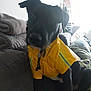 dog, black_dog, yellow_jacket, pet_clothing, couch, blanket, indoor, pet, animal, furniture, seated, domestic_animal, living_room, cozy, window_light, fabric, comfort, home, resting, casual
