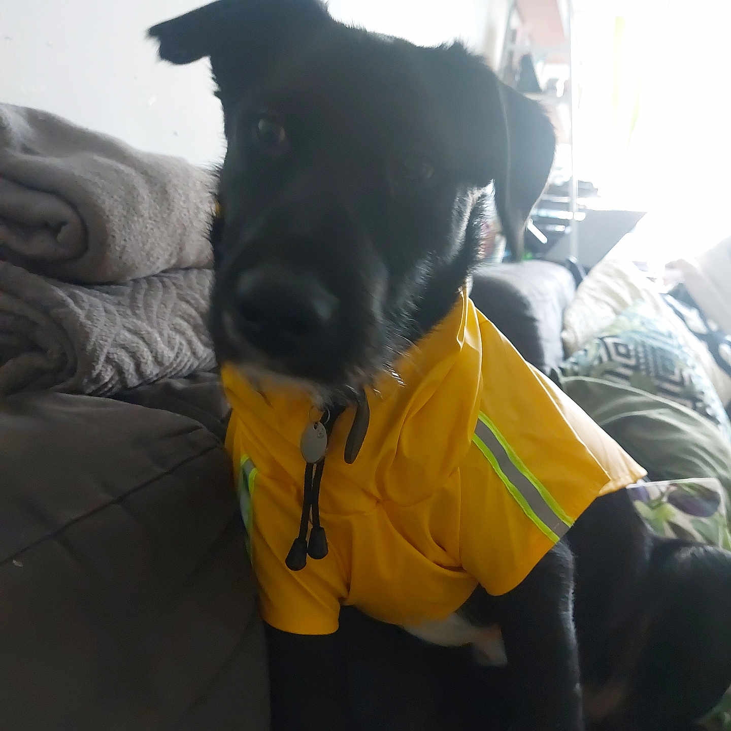 Karma a rejoint le concours — aidez-le/la à gagner de superbes lots ! animal, black_dog, blanket, casual, comfort, couch, cozy, dog, domestic_animal, fabric, furniture, home, indoor, living_room, pet, pet_clothing, resting, seated, window_light, yellow_jacket