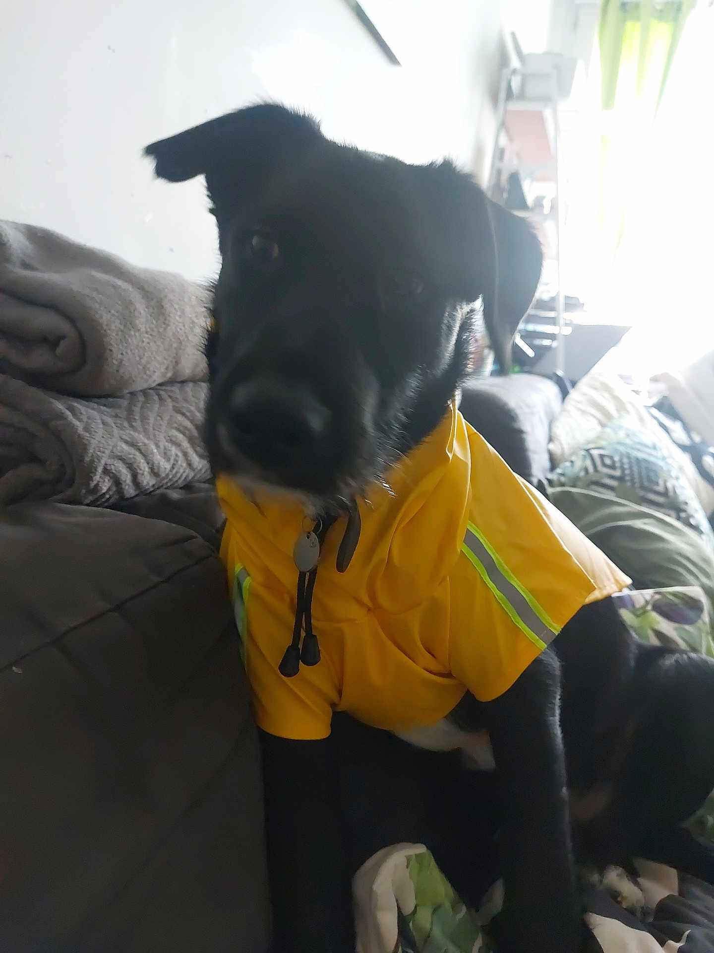 Karma a rejoint le concours — aidez-le/la à gagner de superbes lots ! dog, black_dog, yellow_jacket, pet_clothing, couch, blanket, indoor, pet, animal, furniture, seated, domestic_animal, living_room, cozy, window_light, fabric, comfort, home, resting, casual