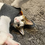 Leonardo Di Catprio joined the competition — help win amazing prizes! cat, pet, gray_sweater, carpet, stretching, paw, white_fur, brown_spots, indoor, curious, playful, animal, feline, closeup, cute, whiskers, ears, lying_down, looking, soft_texture