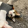 animal, brown_spots, carpet, cat, closeup, curious, cute, ears, feline, gray_sweater, indoor, looking, lying_down, paw, pet, playful, soft_texture, stretching, whiskers, white_fur