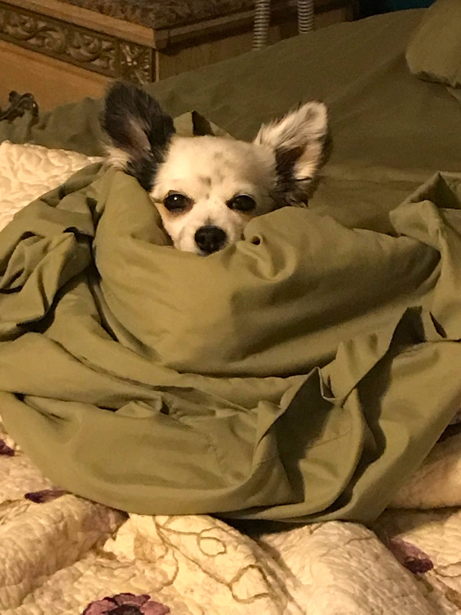 Kiwi joined the competition — help win amazing prizes! canidae, carnivore, chihuahua, companion_dog, corgi_chihuahua, dog, dog_breed, ear, fawn, mammal, puppy, snout, toy_dog