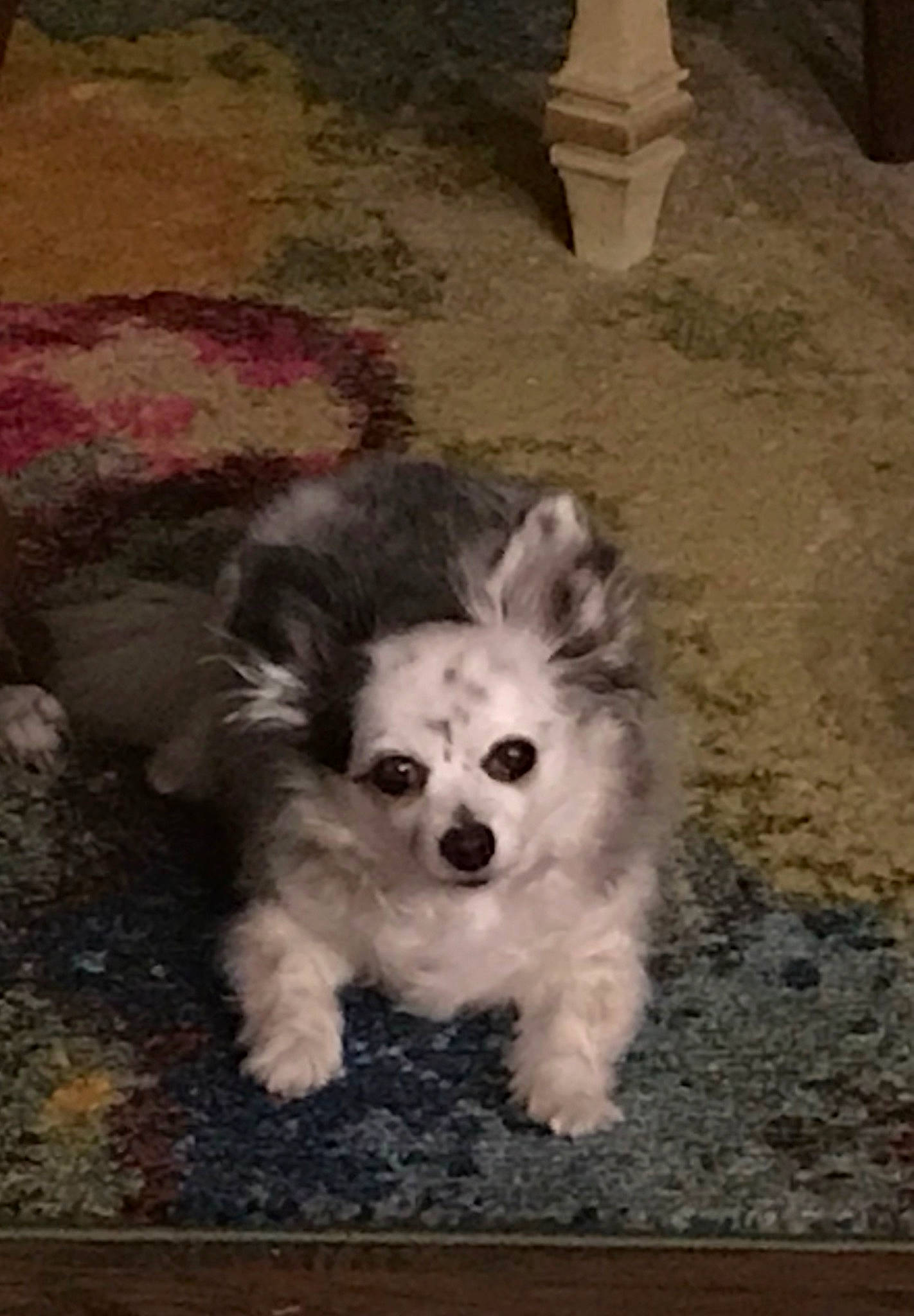 Kiwi is registered to the contest to win money with this photo: bichon, bolonka, canidae, carnivore, cavachon, cockapoo, companion_dog, dog, dog_breed, havanese, kyi_leo, mal_shi, maltepoo, maltese, mammal, morkie, puppy, schnoodle, shih_tzu, vertebrate