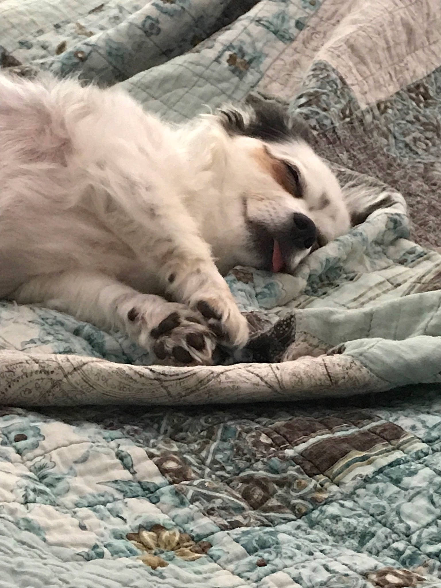 Kiwi joined the competition — help win amazing prizes! canidae, carnivore, dog_breed, fur, nap, sleep, snout, sporting_group