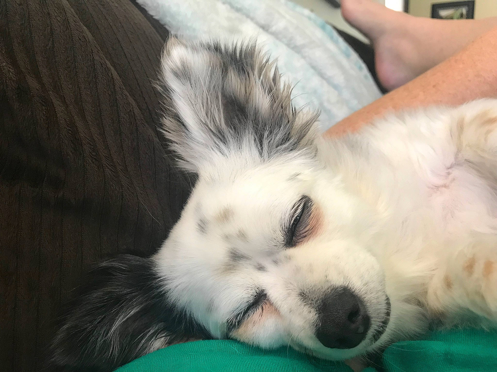 Kiwi is registered to the contest to win money with this photo: american_eskimo_dog, canidae, carnivore, companion_dog, dog, dog_breed, ear, eye, fur, head, iris, mammal, nose, papillon, puppy, puppy_love, snout, sporting_group, vertebrate, whiskers