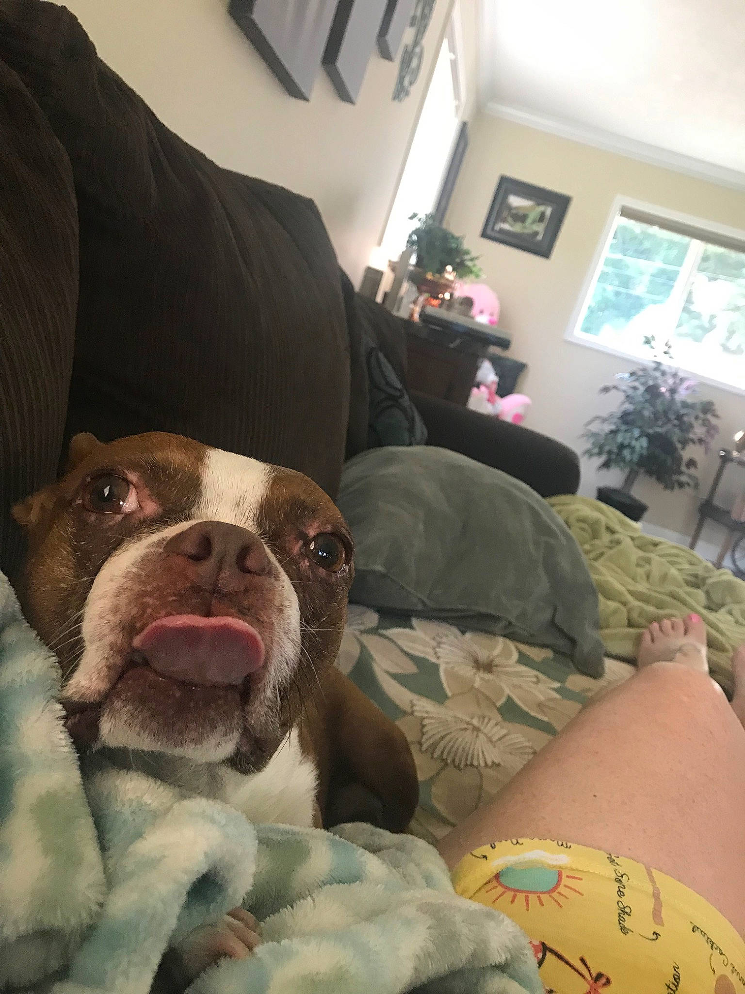 Coco joined the competition — help win amazing prizes! american_bulldog, american_pit_bull_terrier, boston_terrier, canidae, carnivore, companion_dog, dog, dog_breed, ear, fawn, non_sporting_group, nose, old_english_bulldog, olde_english_bulldogge, pit_bull, selfie, snout, sporting_group