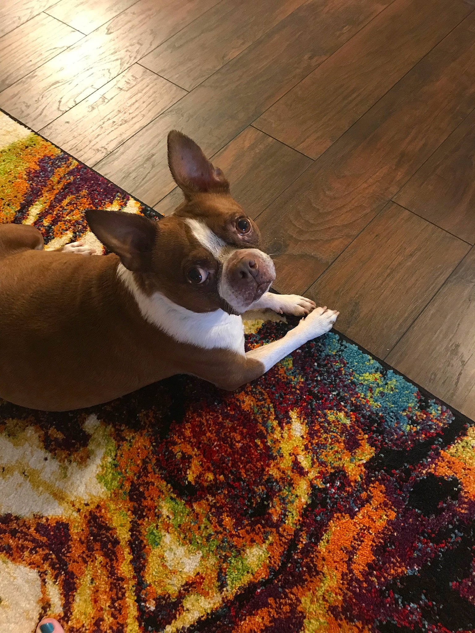 Coco is registered to the contest to win money with this photo: boston_terrier, canidae, carnivore, companion_dog, dog, dog_breed, ear, fawn, french_bulldog, mammal, non_sporting_group, snout