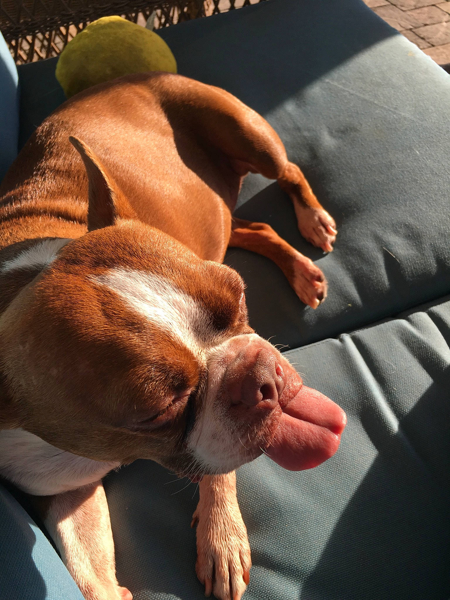 Coco joined the competition — help win amazing prizes! american_pit_bull_terrier, bracco_italiano, canidae, carnivore, dog, dog_breed, dogue_de_bordeaux, ear, fawn, muscle, non_sporting_group, paw, pit_bull, pointer, snout, sporting_group, vizsla
