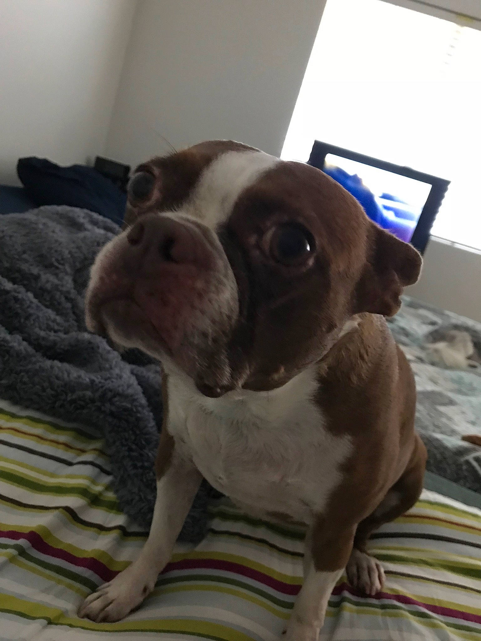 Coco joined the competition — help win amazing prizes! american_bulldog, australian_bulldog, boston_terrier, canidae, carnivore, companion_dog, dog, dog_breed, ear, eye, fawn, mammal, molosser, non_sporting_group, nose, pit_bull, snout, sporting_group, valley_bulldog, vertebrate