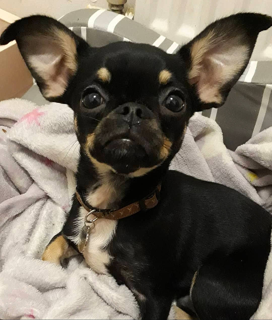 Archie joined the competition — help win amazing prizes! canidae, carnivore, chihuahua, companion_dog, dog, dog_breed, ear, english_toy_terrier, mammal, miniature_fox_terrier, miniature_pinscher, prazsky_krysarik, puppy, russkiy_toy, skin, snout, toy_dog, toy_fox_terrier, vertebrate, whiskers