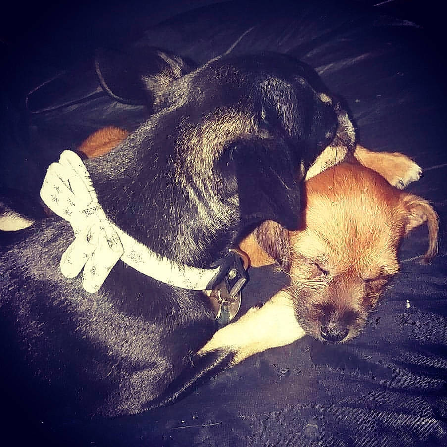 Archie is registered to the contest to win money with this photo: border_terrier, canidae, carnivore, cloud, companion_dog, dog, dog_breed, ear, love, meteorological_phenomenon, mountain, night, puggle, puppy, puppy_love, sky, snout, street_dog, tail