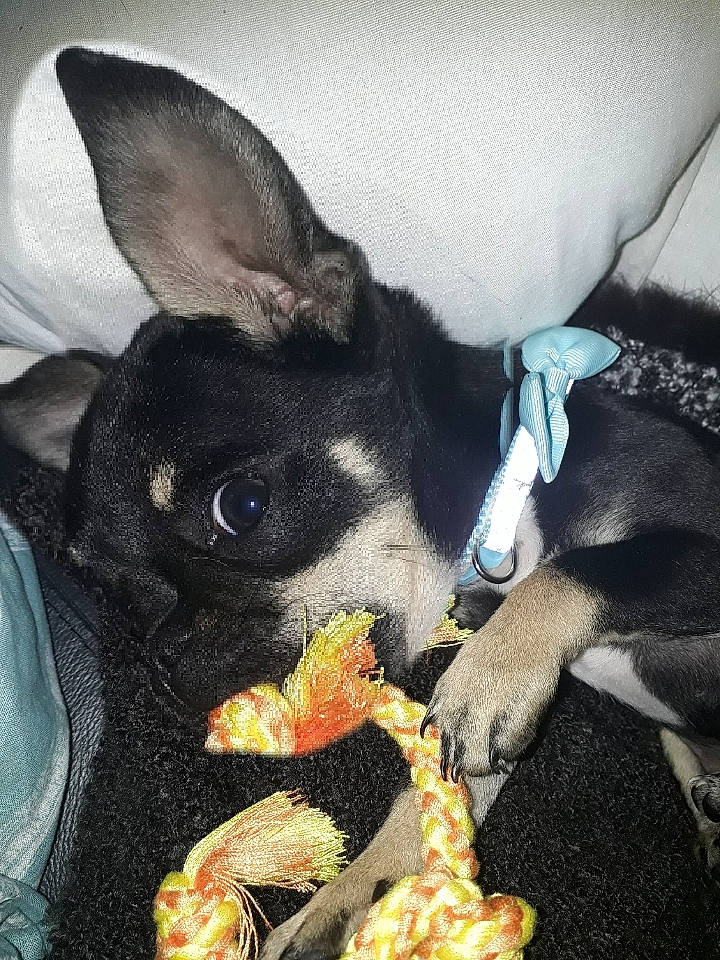 Archie is registered to the contest to win money with this photo: boston_terrier, canidae, carnivore, chihuahua, companion_dog, dog, dog_breed, ear, fawn, miniature_pinscher, non_sporting_group, puppy, toy_dog, toy_fox_terrier