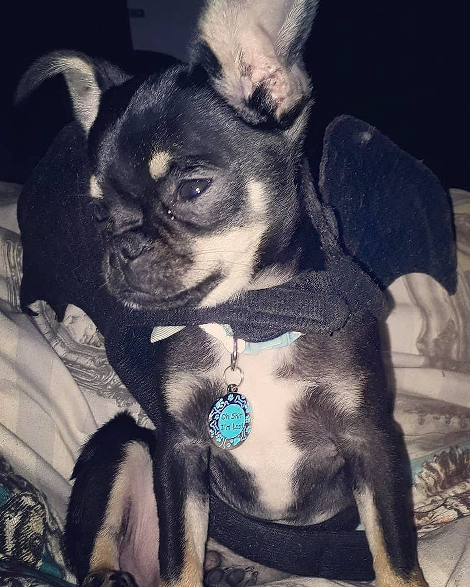 Archie is registered to the contest to win money with this photo: boston_terrier, canidae, carnivore, companion_dog, cool, dog, dog_breed, ear, fawn, french_bulldog, mammal, miniature_pinscher, non_sporting_group, paw, puppy, puppy_love, snout, toy_dog, vertebrate, whiskers