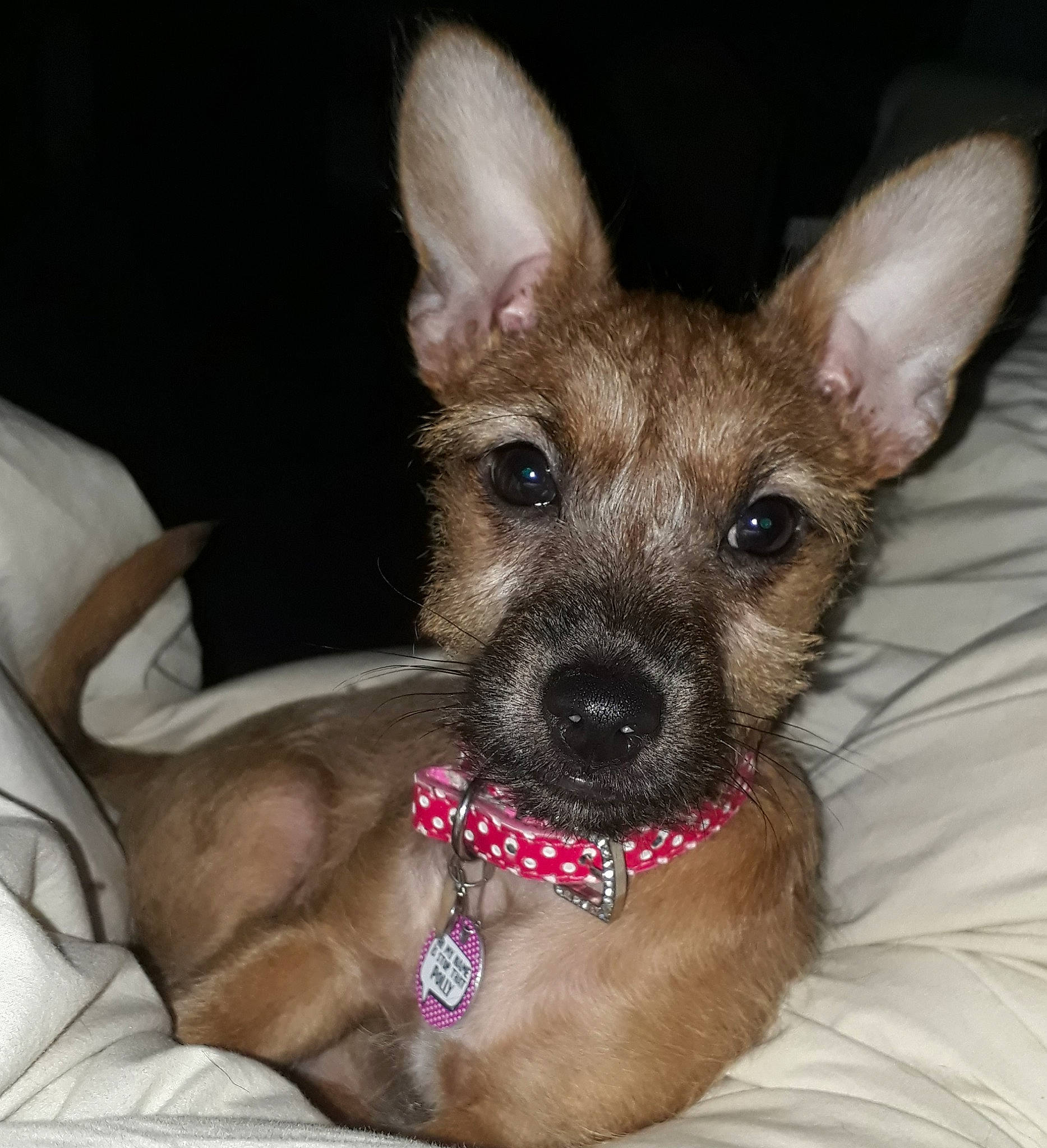 Polly joined the competition — help win amazing prizes! canidae, carnivore, chihuahua, companion_dog, dog, dog_breed, ear, fawn, laekenois, mammal, puppy, rare_breed_dog, snout, vertebrate