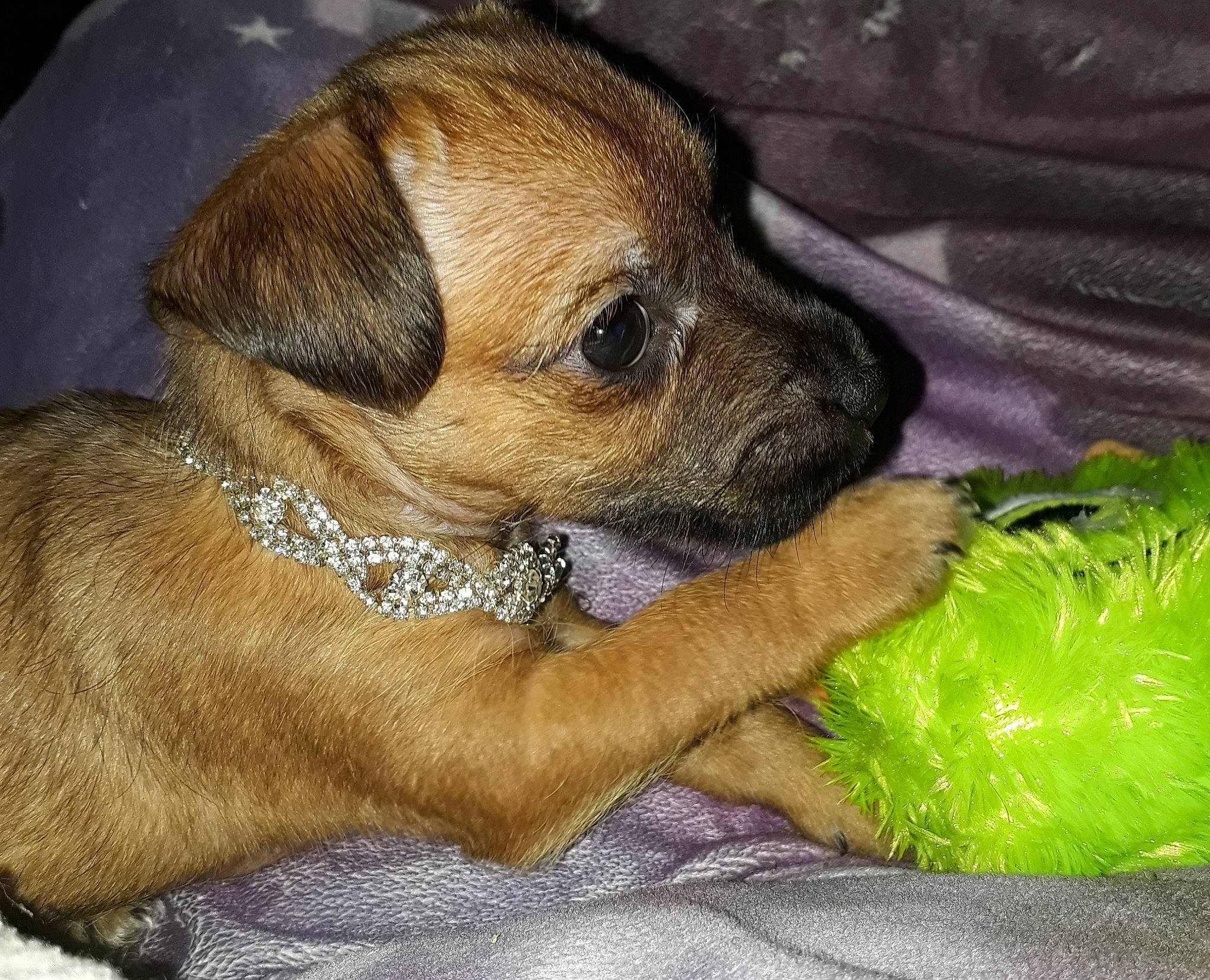 Polly is registered to the contest to win money with this photo: border_terrier, cairn_terrier, canidae, carnivore, companion_dog, dog, dog_breed, fawn, mammal, perro_de_presa_mallorquin, puggle, puppy, puppy_love, rare_breed_dog, snout, vertebrate